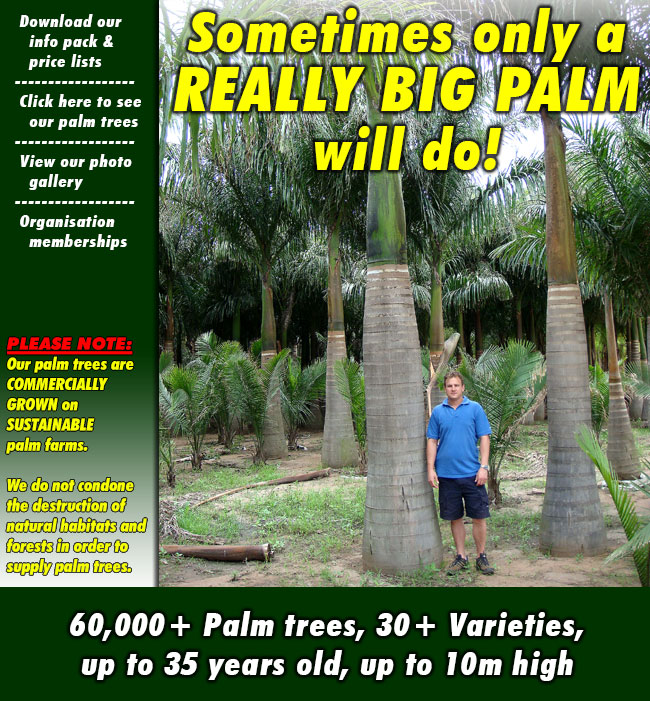 60,000+ Palm trees on 3x Farms, 30+ Varieties, up to 35 years old, up to 10m high - "If we didn't grow it, we don't sell it!"