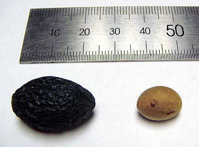Livistona chinensis seed