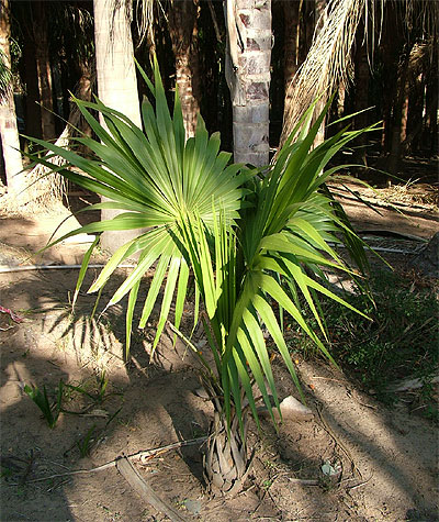 スリナックス・エクセルサ　Thrinax excelsa Thrinax excelsa | Identifying Commonly Cultivated Palms